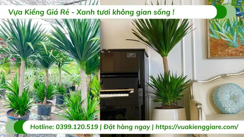 Cây phát tài núi 1 thân trồng chậu