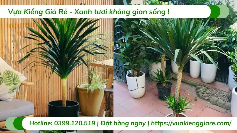 Cây phát tài núi 1 thân trồng chậu