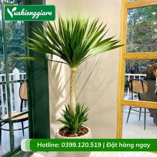 Cây phát tài núi 1 thân trồng chậu