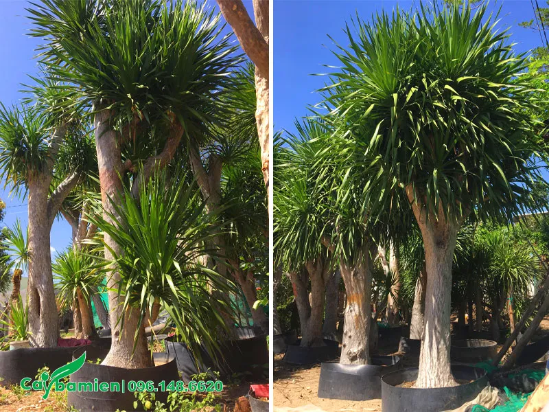 Những cây Phát Tài Núi công trình đường kính gốc 25cm