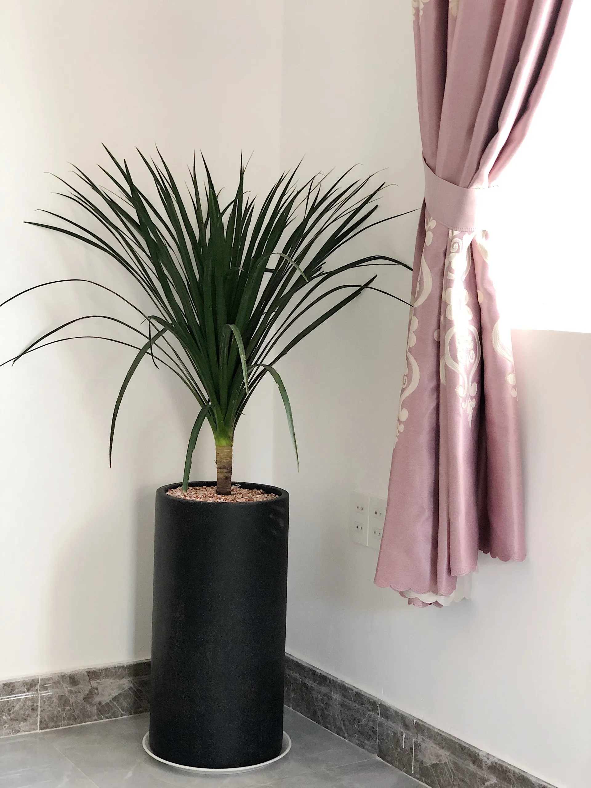 Cây Phát Tài Núi với những chiếc lá xanh mướt và dáng vẻ uy nghi