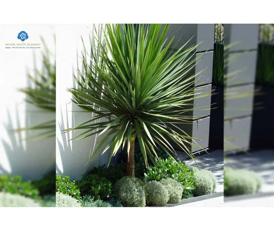 Cây Phát Tài Núi được trồng trong chậu sứ trang trí nội thất, tạo không gian xanh mát.