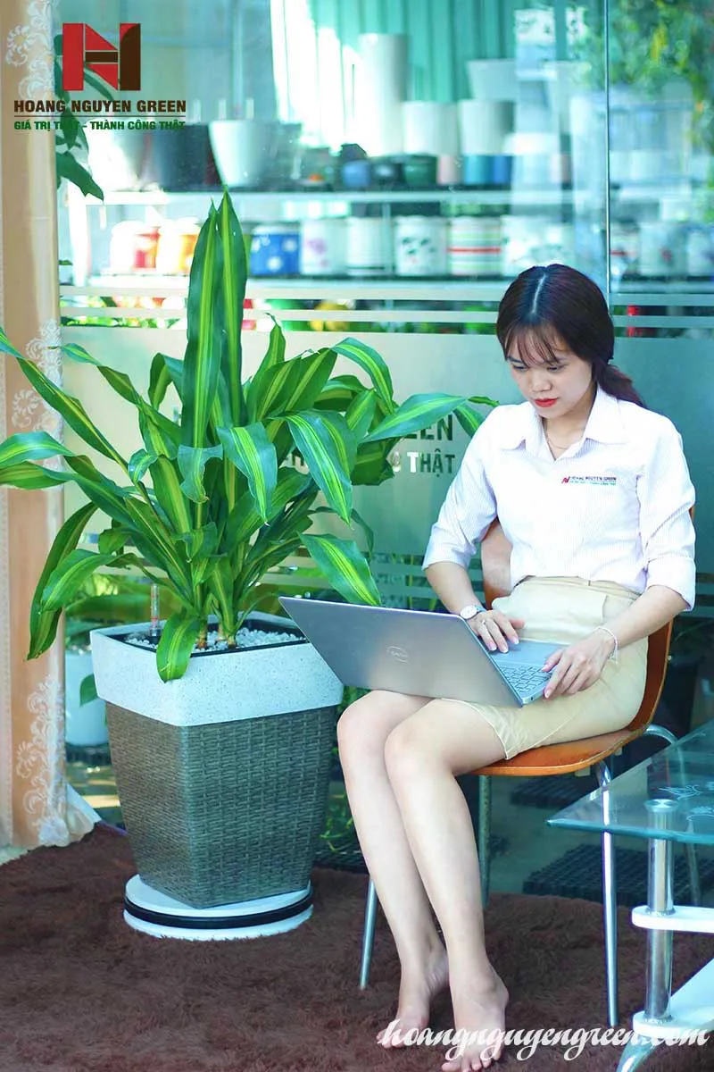 Cây Phát Tài mang ý nghĩa tốt lành, sung túc.