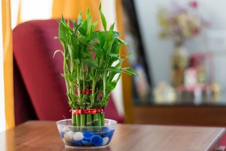 Mặc dù nguồn gốc ban đầu của cây thần tài có thể được liên kết với vùng đất ở châu Phi như Zambia, Tanzania, và các quốc gia khác ở Tây Phi, nhưng loại cây này đã trở nên phổ biến và được trồng khắp nơi trên thế giới, bao gồm cả Việt Nam.