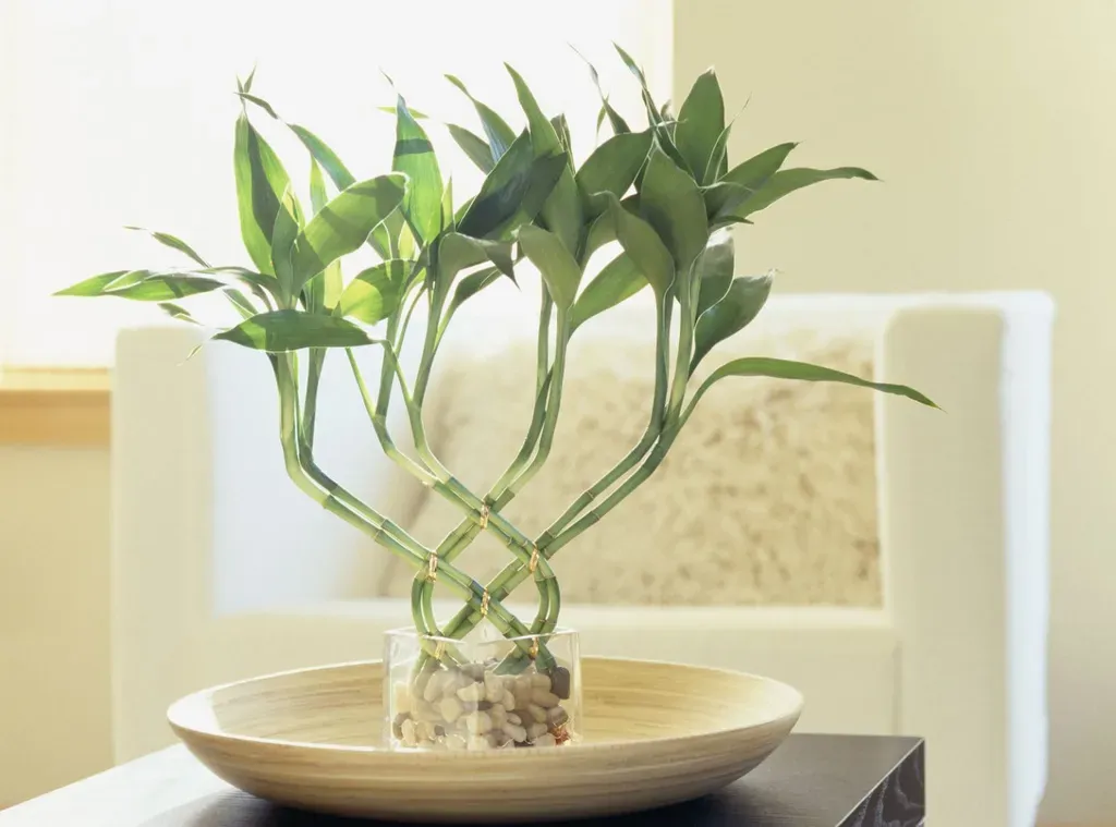 Cây thần tài được coi là biểu tượng của sự may mắn và tài lộc. Việc trồng và chăm sóc cây này được tin rằng sẽ mang lại cơ hội tài chính và thành công trong cuộc sống.