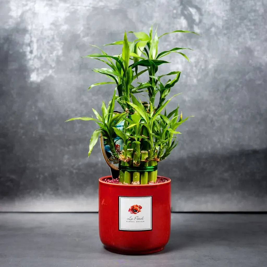 Việc trồng và chăm sóc cây này được xem như một cách để thu hút sự yên bình và hạnh phúc đến với gia đình.