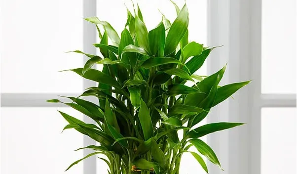 Đặc điểm cây thần tài