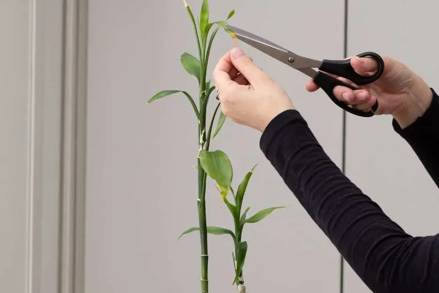 Cách chăm cây Thần Tài