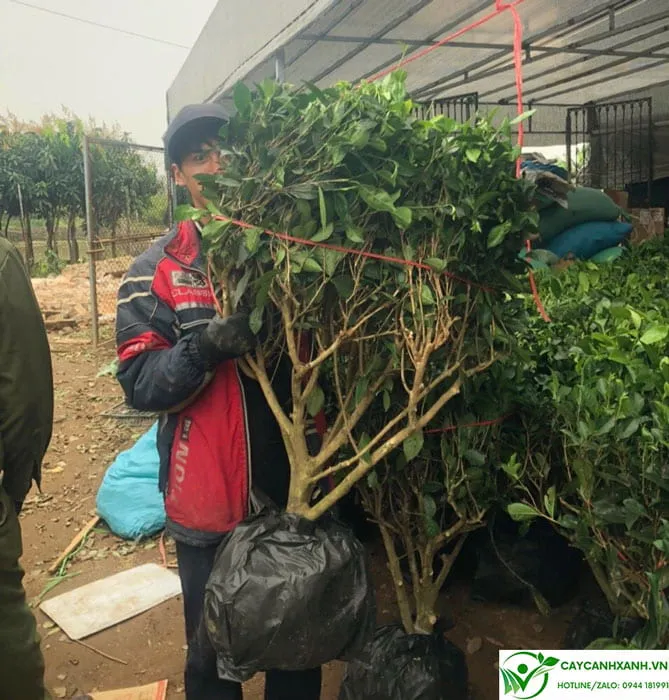 Cây trà xanh thái nguyên