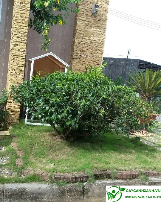 Phân loại các loại trà xanh