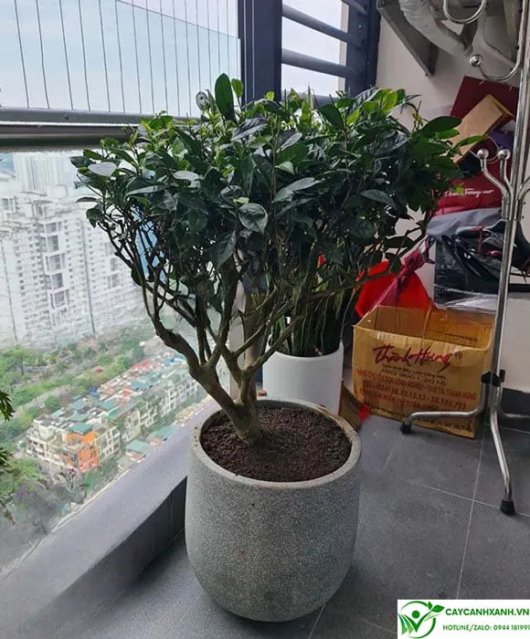 Cây trà xanh trồng chậu đặt ban công