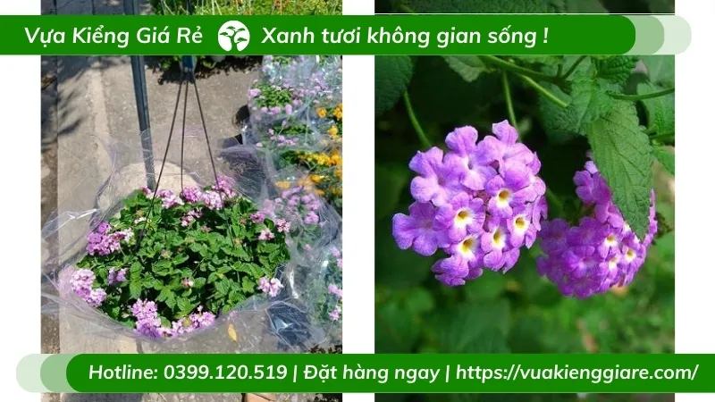 Cây trầm ổi tím với những chùm hoa nhỏ xinh