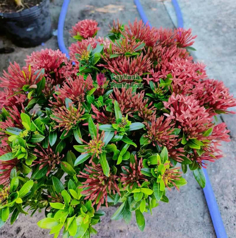 Cận cảnh một bông hoa trang thái đỏ