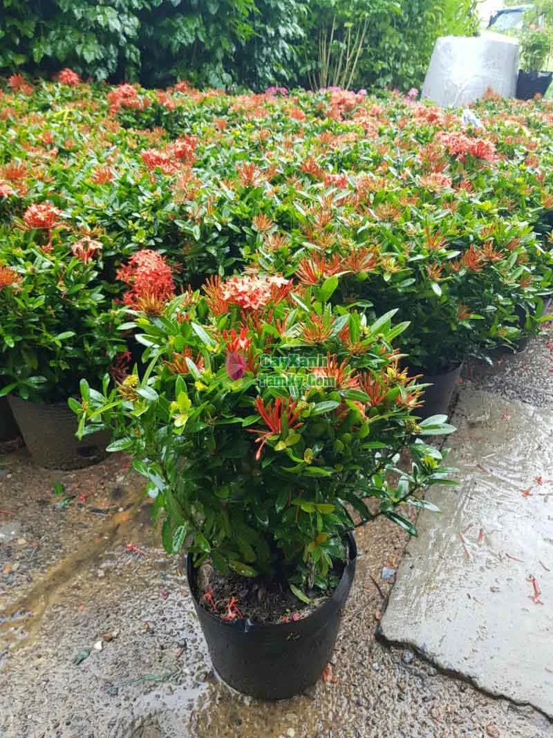 Cây bông trang thái đỏ với thân cây hóa gỗ