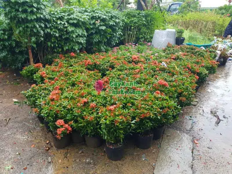 Một cây bông trang thái đỏ được trồng trong chậu