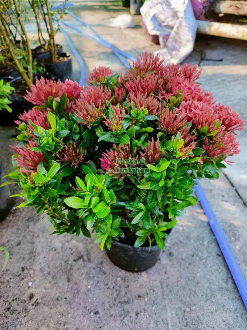 Cây bông trang thái đỏ với hoa rực rỡ