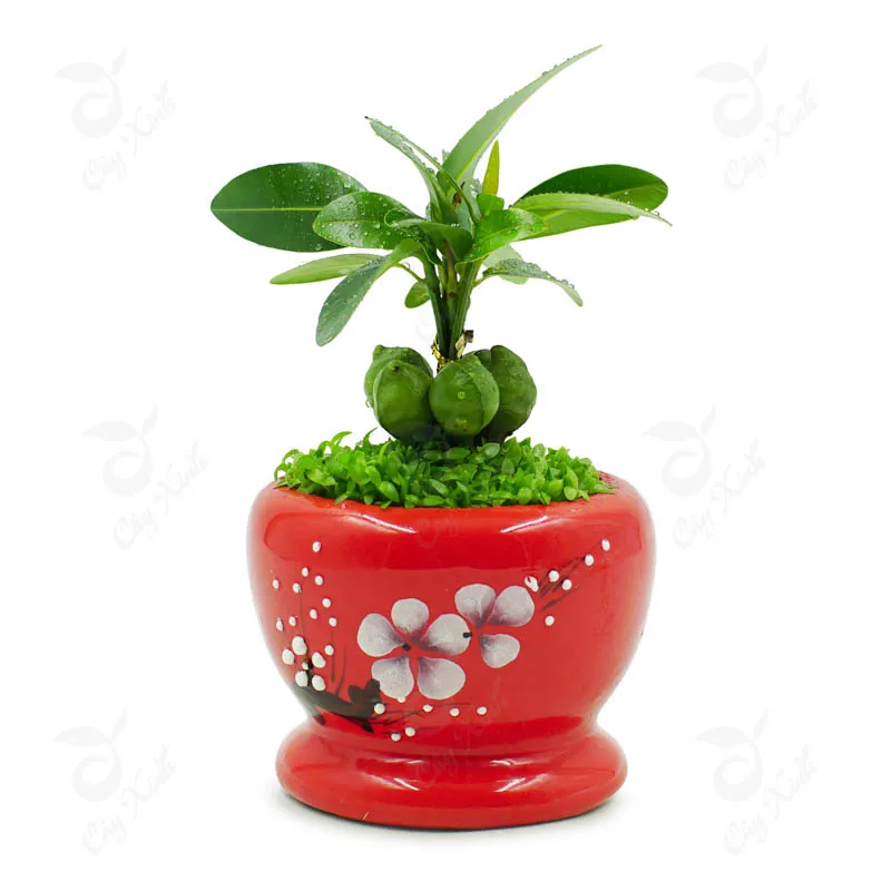 Cây tài lộc nhỏ xinh mọc thành bụi