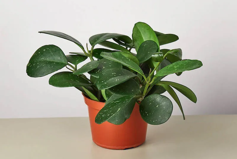 Cây Trường Sinh với lá tròn màu xanh đậm