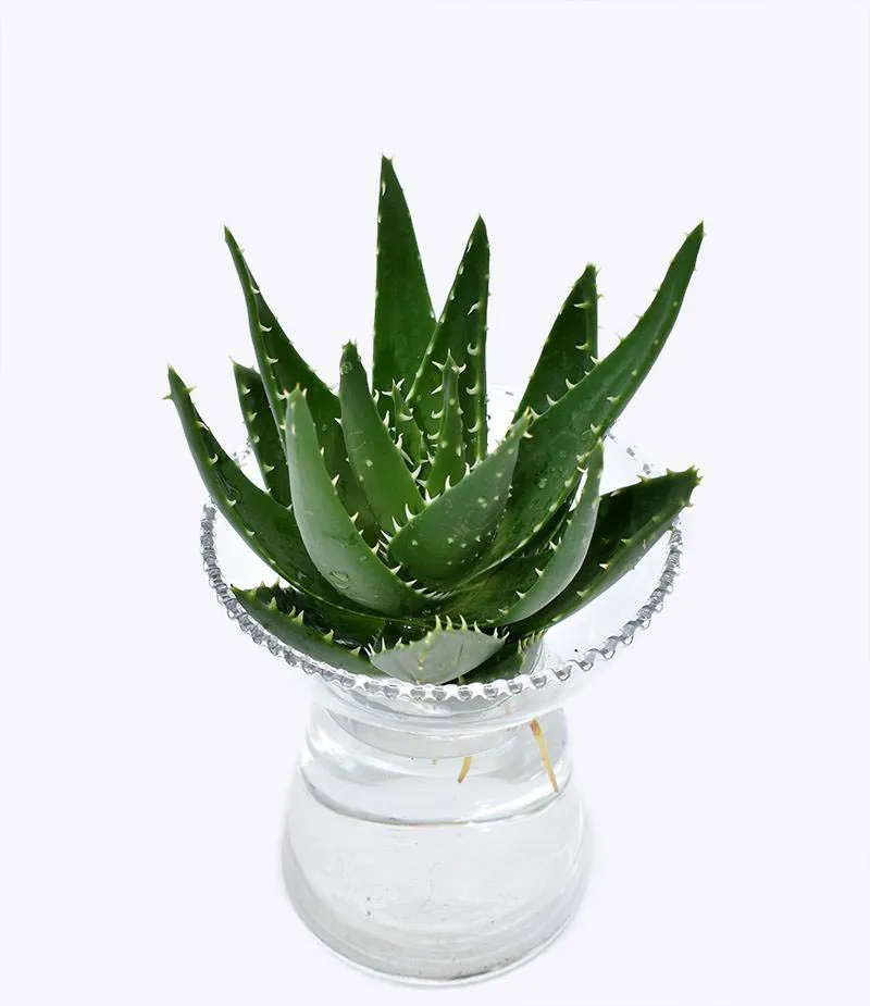 Cây Nha Đam với lá mọng nước