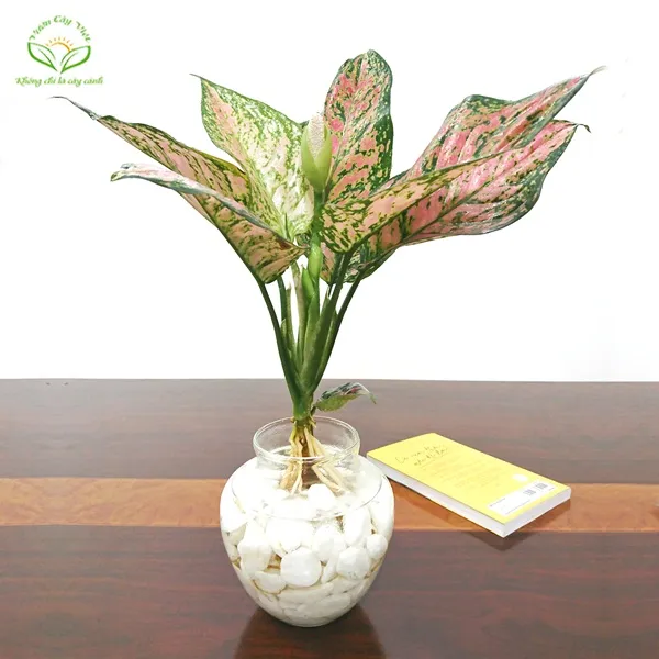 Cây Vạn Lộc thủy sinh để bàn