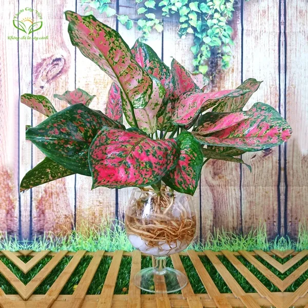 Cây Vạn Lộc thủy sinh