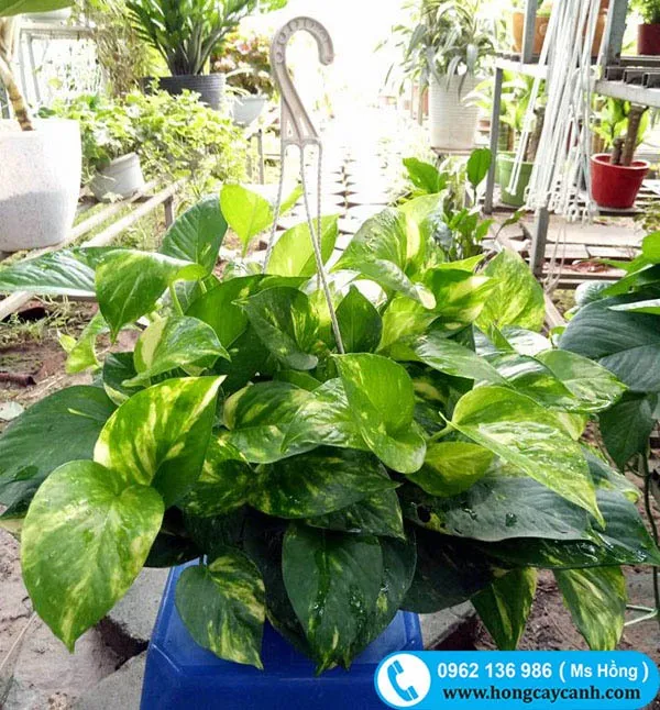 Cây Vạn Niên Thanh treo