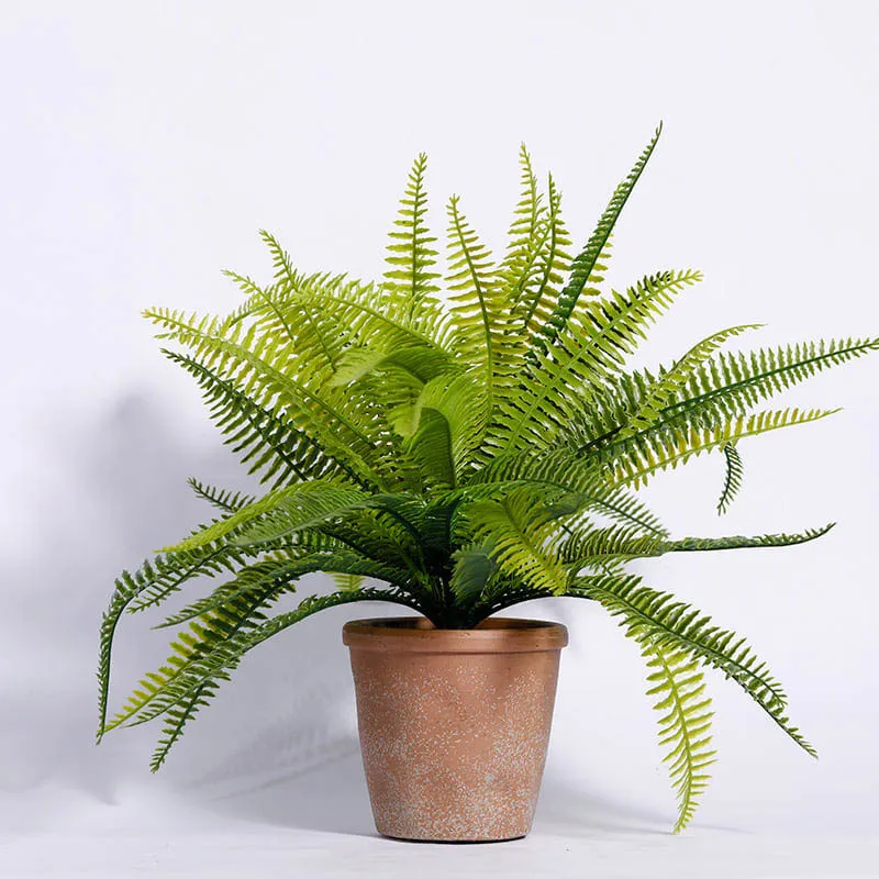 Cây Dương Xỉ với lá xanh rủ xuống