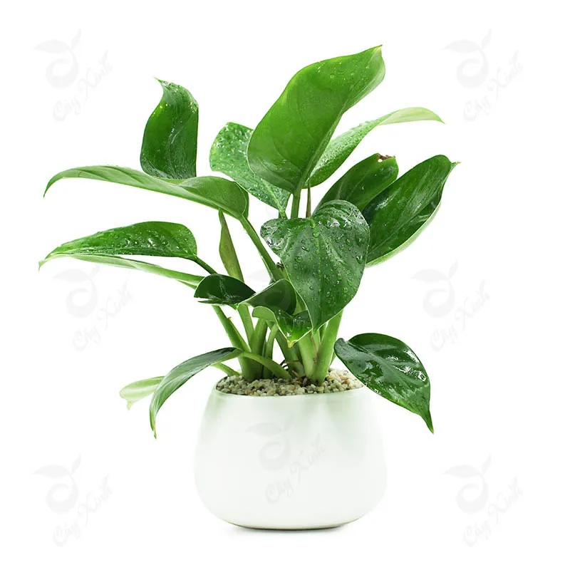 Cây Trầu Bà Đế Vương với lá to màu xanh