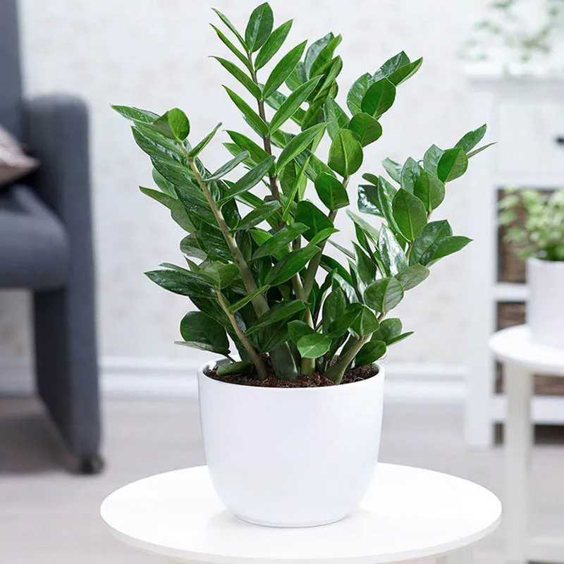 Cây kim tiền với lá tròn đầy màu xanh bóng