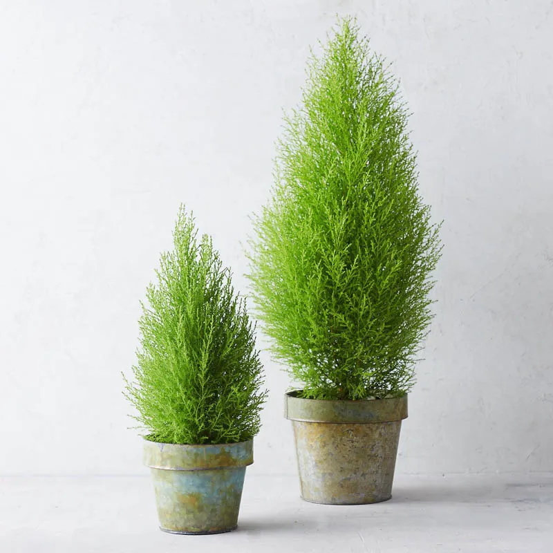 Cây Tuyết Tùng với dáng cây nhỏ gọn