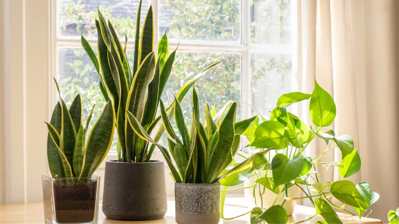 Cây lưỡi hổ có độc không? Những tác dụng của cây lưỡi hổ 1