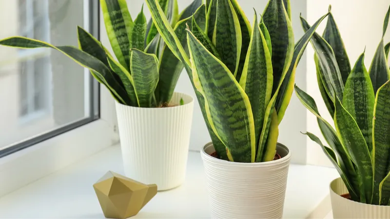 Cây lưỡi hổ có độc không? Những tác dụng của cây lưỡi hổ 3