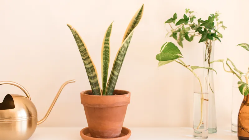 Cây lưỡi hổ giúp lọc sạch không khí