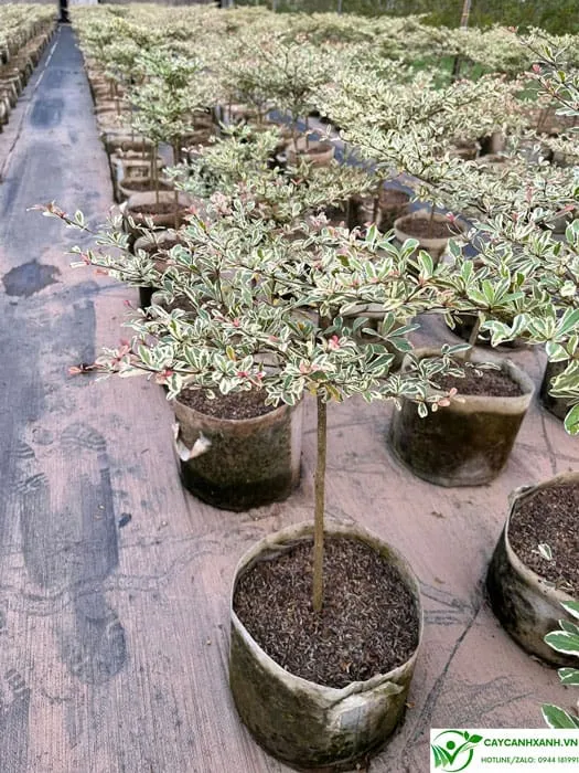 Cách chăm sóc cây bàng nhật