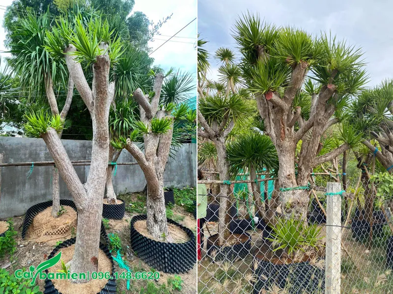 Phát Tài Núi cổ thụ dường như trong bầu nổi