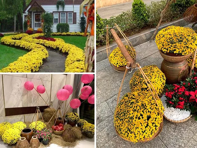 Chăm sóc hoa cúc mâm xôi vàng