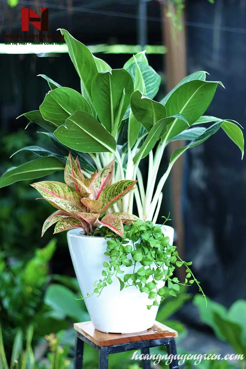 Chậu cây Bạch Mã Hoàng Tử sang trọng, quý phái.