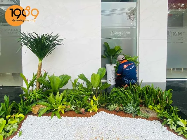 Chậu cây Phát Tài Núi với dáng vẻ sang trọng, phù hợp trang trí nội thất