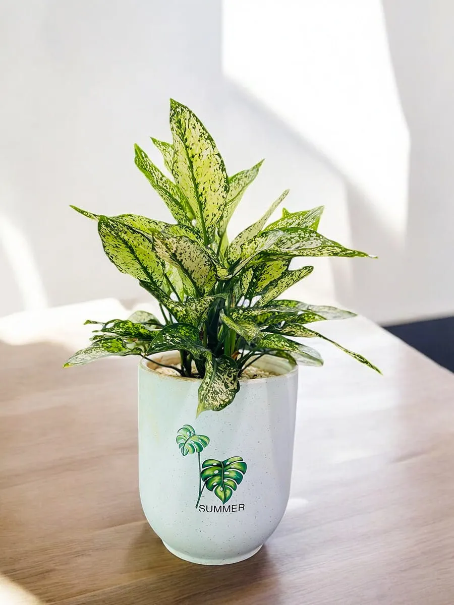 Cây Ngọc Ngân chậu sứ trắng sang trọng, đẹp mắt