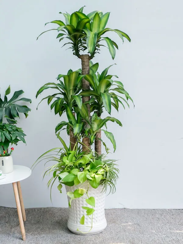 Chậu Cây Phát Tài Khúc phối kết