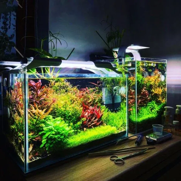 Chế đèn thủy sinh WRGB tiết kiệm chi phí