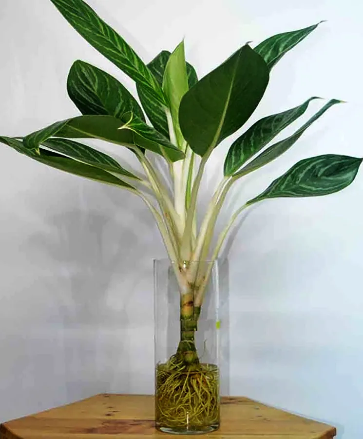 Có thể trồng cây Bạch Mã Hoàng Tử bằng phương pháp thủy sinh