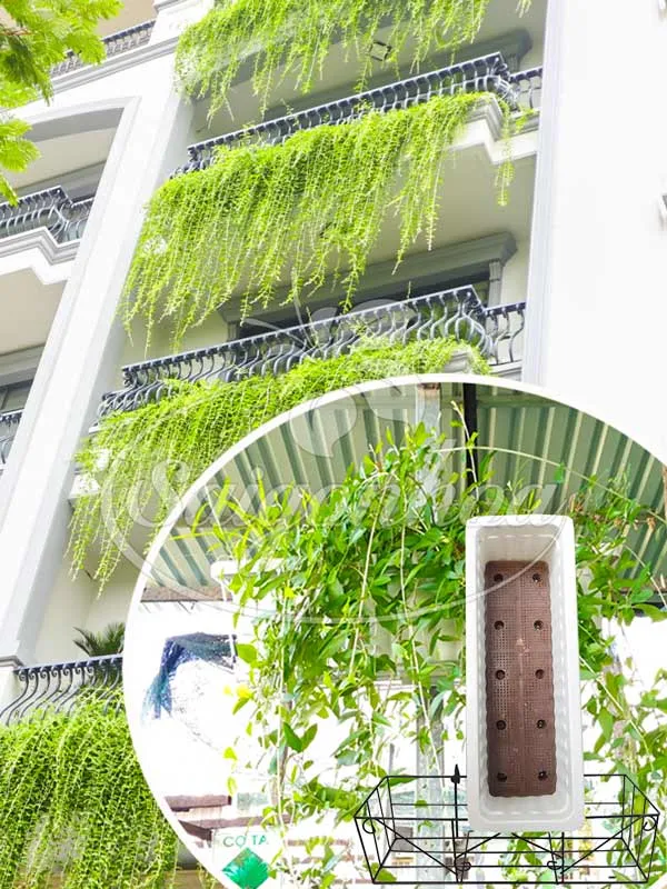 Combo Cúc Tần Ấn Độ Ban Công