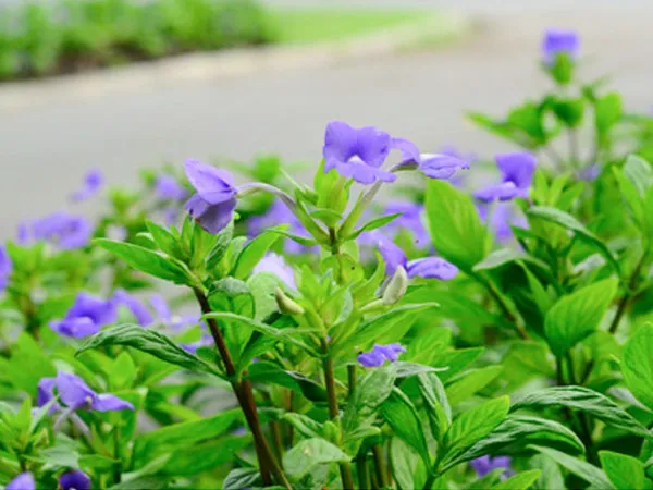 Cây bướm xanh được trồng dọc lối đi tạo điểm nhấn