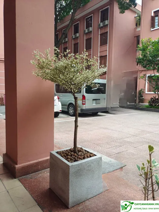 Ý nghĩa phong thủy của bàng nhật