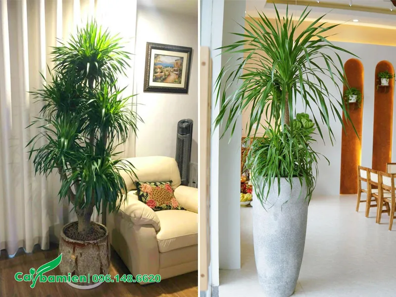 Chậu cây cảnh phát tài núi trang trí không gian nội thất