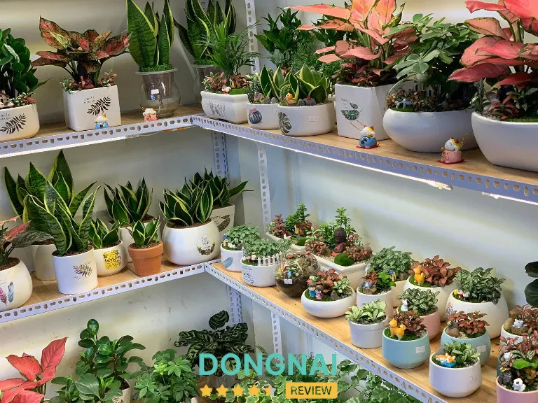 Hoa Kiểng Đức Lương – 6 Phan Trung