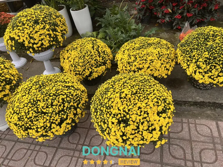 Shop Cây Cảnh Biên Hòa – 238 Nguyễn Ái Quốc