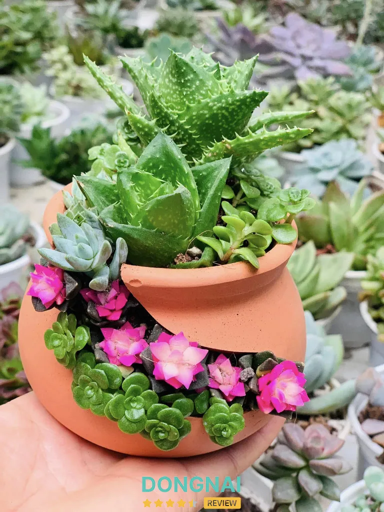 Chậu đất nung và Sen đá Hải Thiện - 128 Nguyễn Thái Học