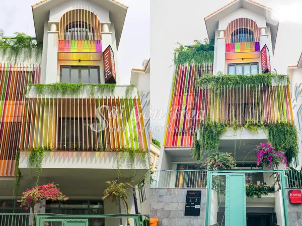 Cây cúc tần sau 3 tháng trồng